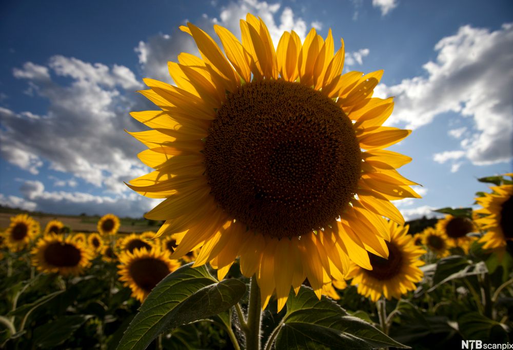 Stor solsikke på en solsikkeåker med blå himmel i bakgrunnen. Foto. 