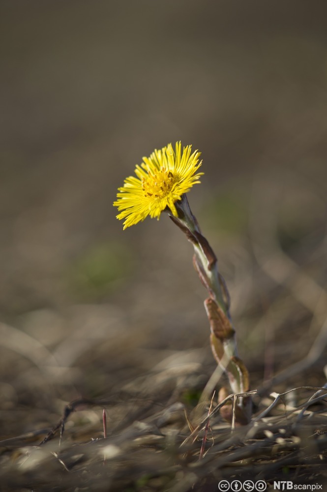 Plante med lysegrønn stengel og brune blader oppover stengelen. En enslig gul blomst sitter i enden av stengelen. Foto.