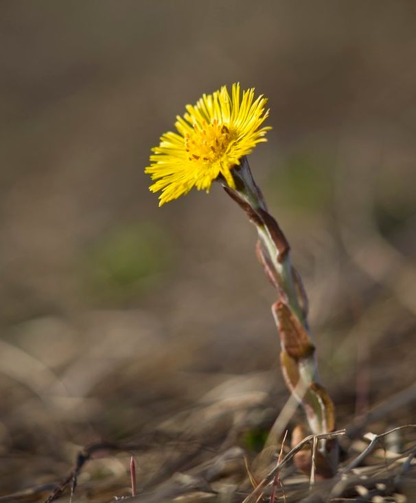 Plante med lysegrønn stengel og brune blader oppover stengelen. En enslig gul blomst sitter i enden av stengelen. Foto.