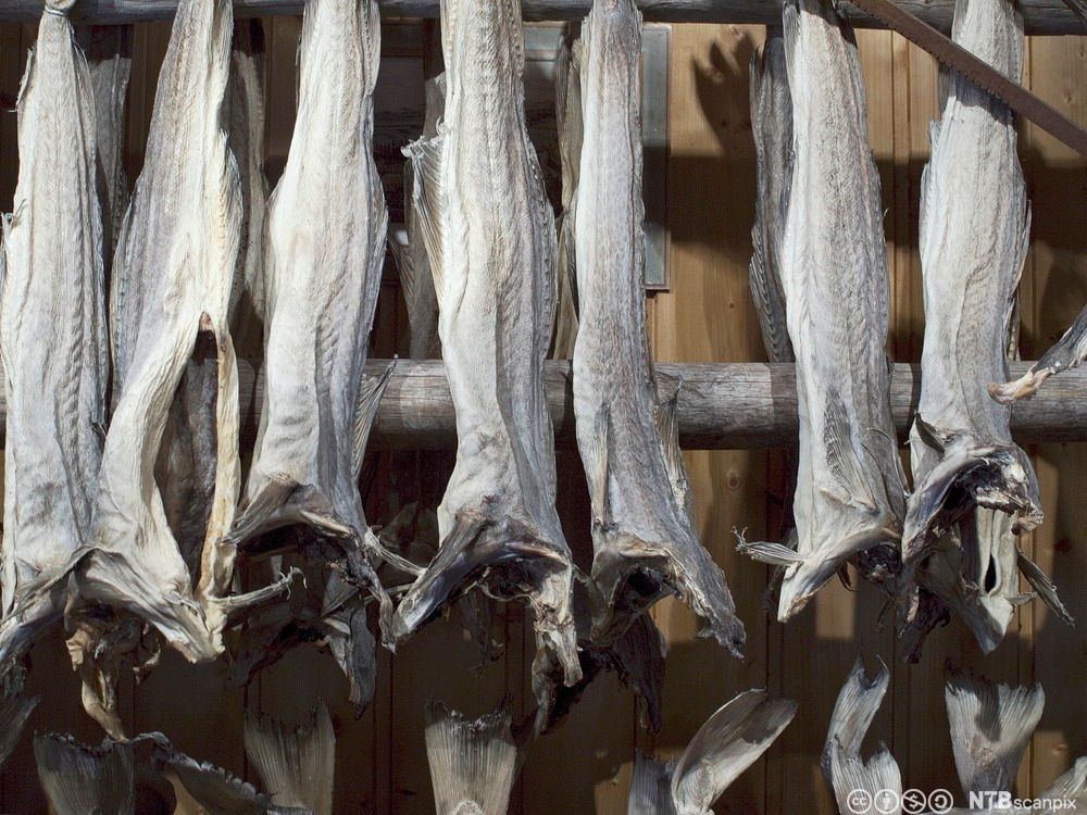 Opphengt tørrfisk. Foto.