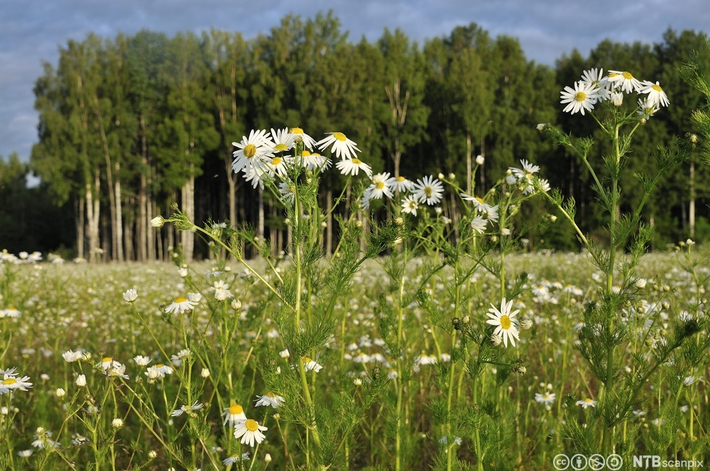 Plante med trådformede, grønne blader. Blomstene sitter samlet i korger og likner prestekrager. Foto.