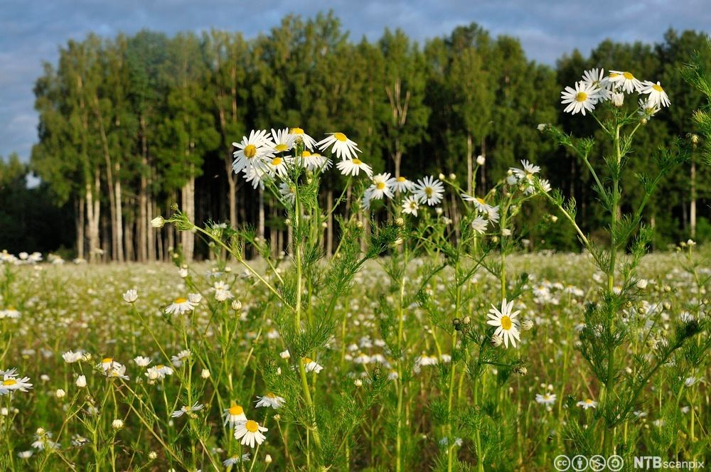 Balderbrå. Foto.