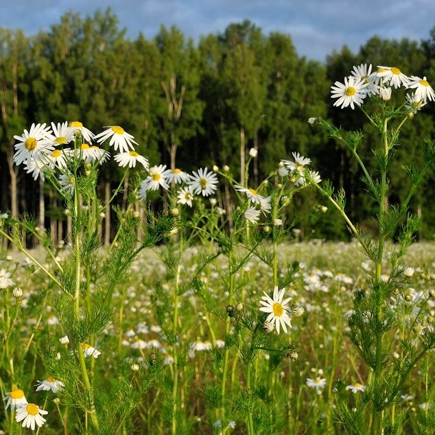 Plante med trådformede, grønne blader. Blomstene sitter samlet i korger og likner prestekrager. Foto.