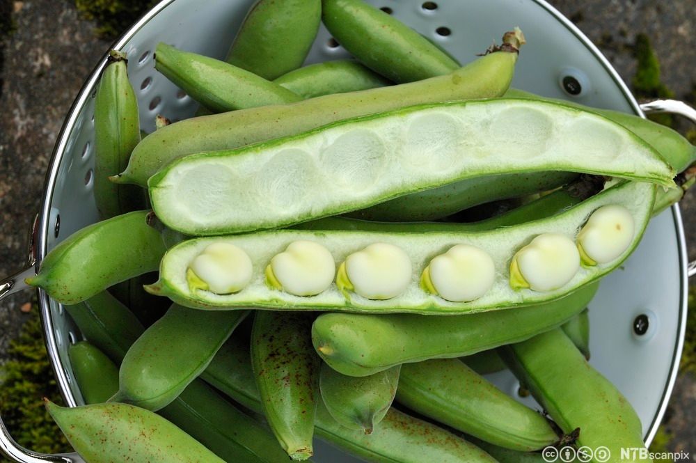 Bondebønner i et dørslag. Den ene belgen er åpen, det er seks store, lyse bønner inni den. Foto.