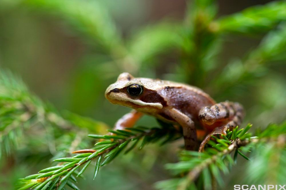 Frosk som sitter på ei grein av et bartre. Foto.