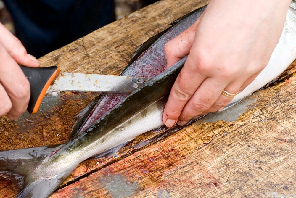 Filetering av en liten fisk. Foto.