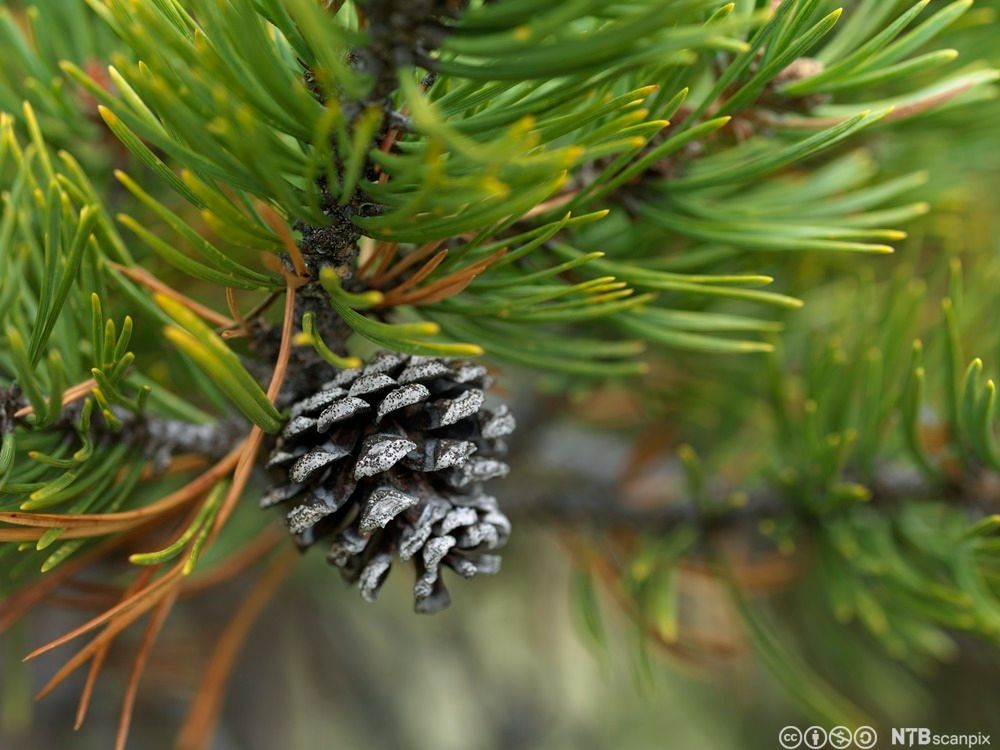 Furukongle. Foto.