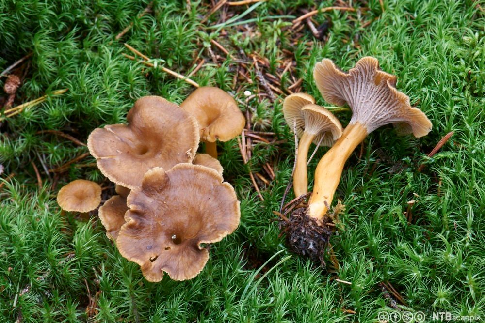 To klynger brune sopp med traktformet hatt på grønn skogbunn. Den ene klyngen er revet opp fra bakken og ligger på siden. Foto.
