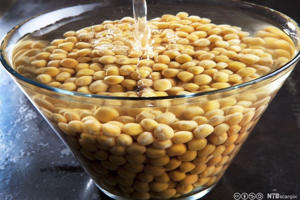 En bolle med gule erter bløtlegges. Foto.