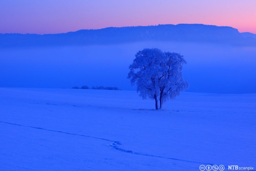 Rimkledd bjørk i blåtimen. Vinterlandskap med snø i blåtoner. Foto.