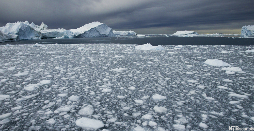 Smeltende isflak i havet. Isfjell i bakgrunnen. Foto.