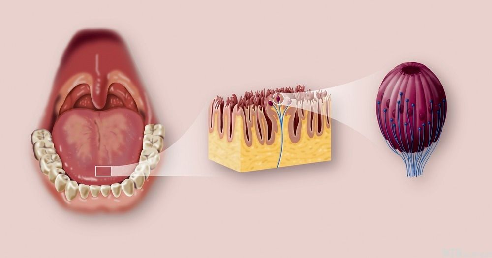 Plansje som viser ei tunge, med forstørring av strukturen på tunga og ein smakslauk. Illustrasjon.