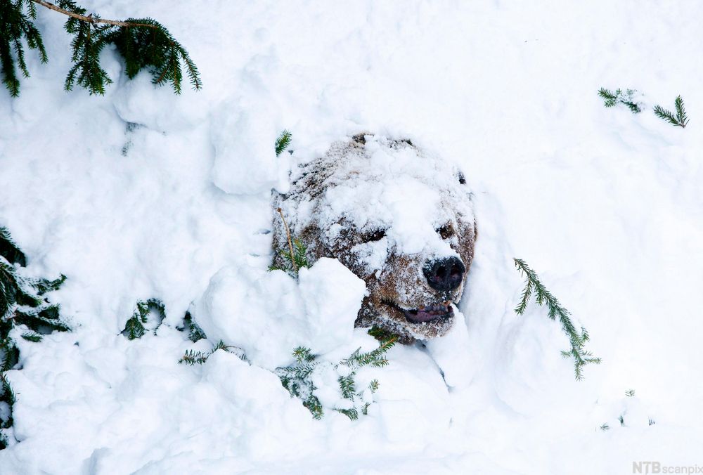 Ein brunbjørn som stikk snuten ut av snøen. Foto.