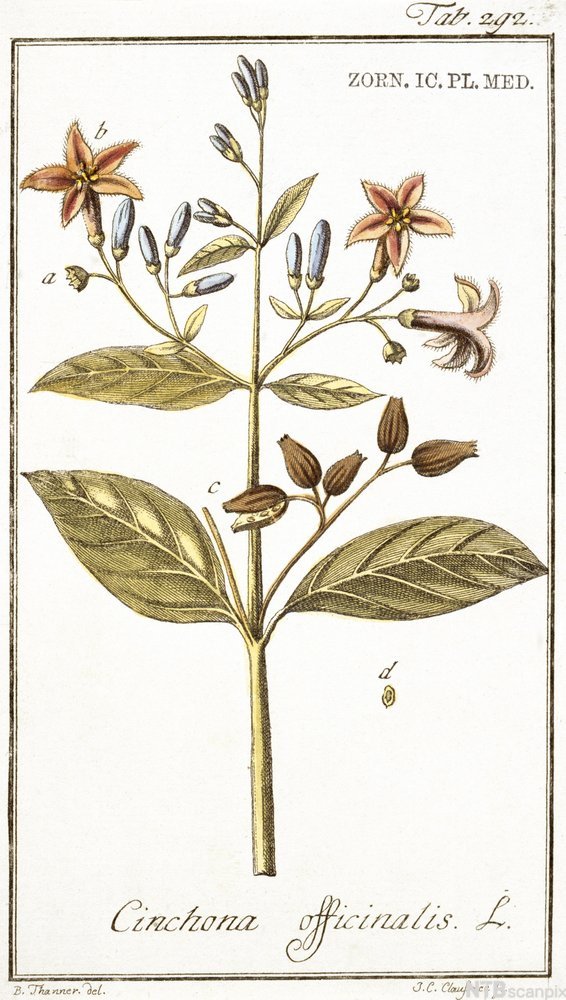 Kininplante. Planten har lang stilk, blader, rosa blomster og blå avlange bær. Illustrasjon. 