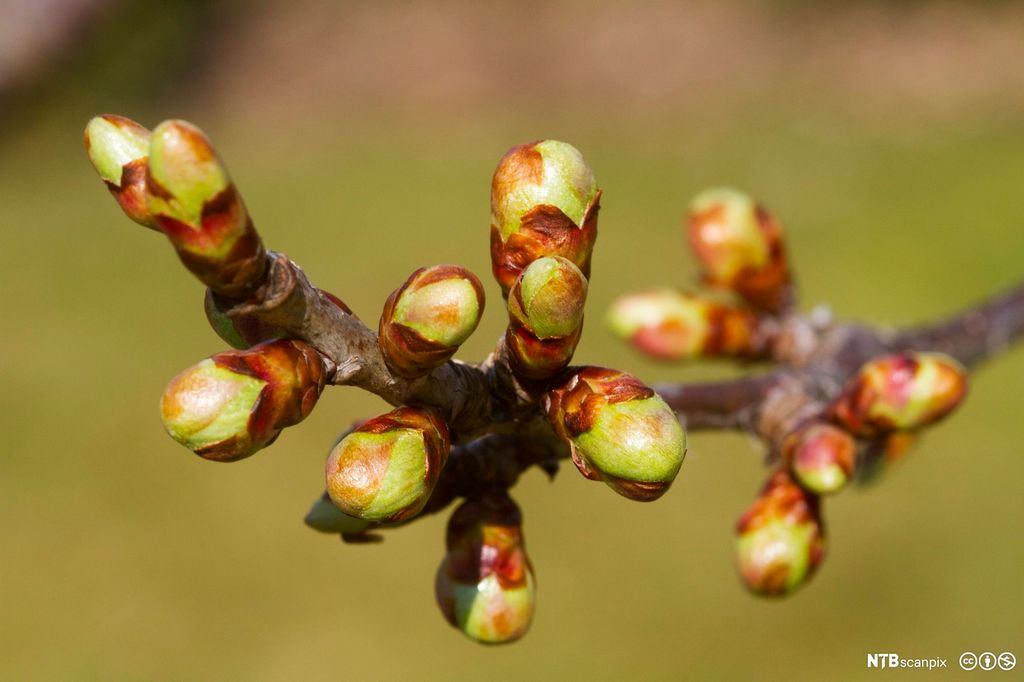Grein av kirsebærtre med knopper. Foto.