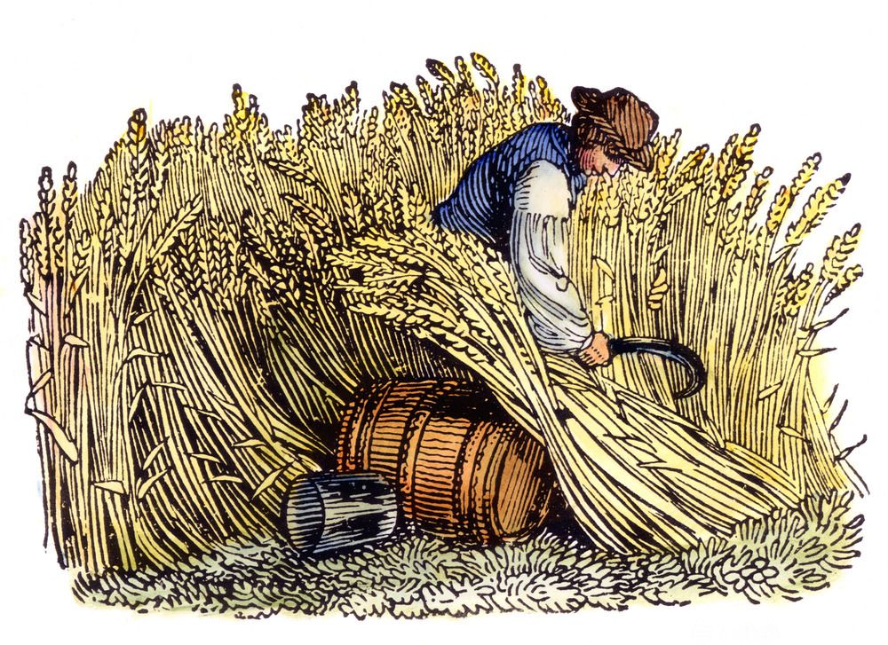 En mann høster korn for hånd. Tresnitt fra cirka 1800.