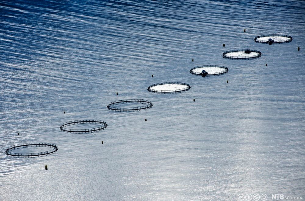 Bildet viser laksemerder i rekke. Foto.