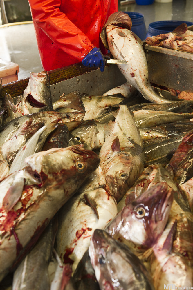 En person snitter opp buken på en fisk oppe i et stort kar. I karet ligger det store mengder blodig fisk. Foto.