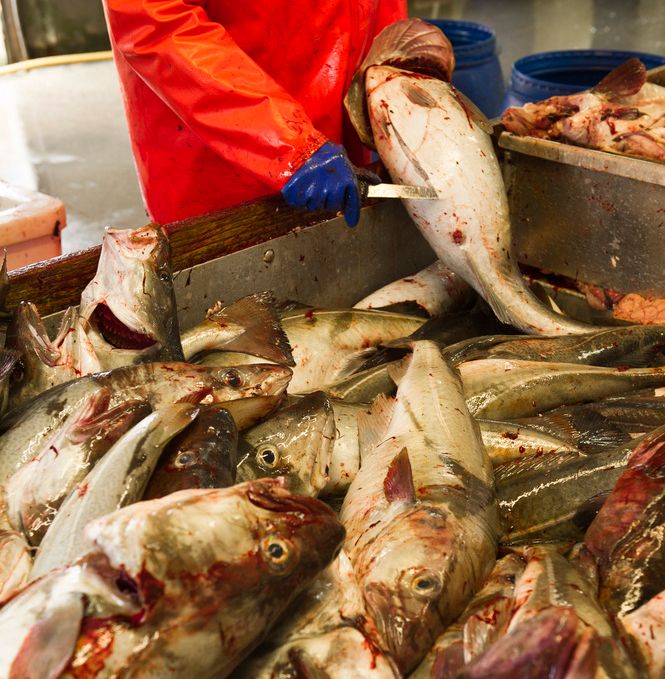 Ein person snittar opp buken på ein fisk oppe i eit stort kar. I karet ligg det store mengder blodig fisk. Foto.