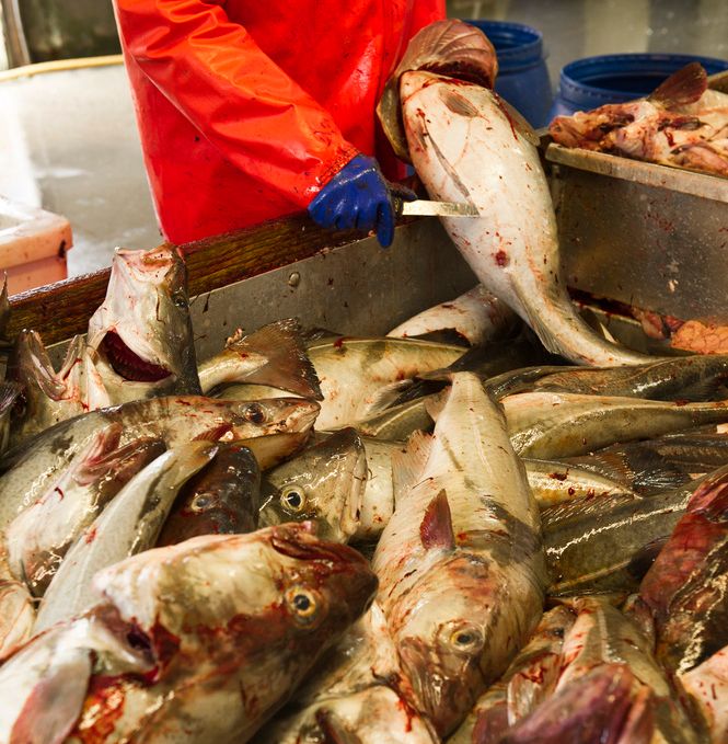 En person snitter opp buken på en fisk oppe i et stort kar. I karet ligger det store mengder blodig fisk. Foto.
