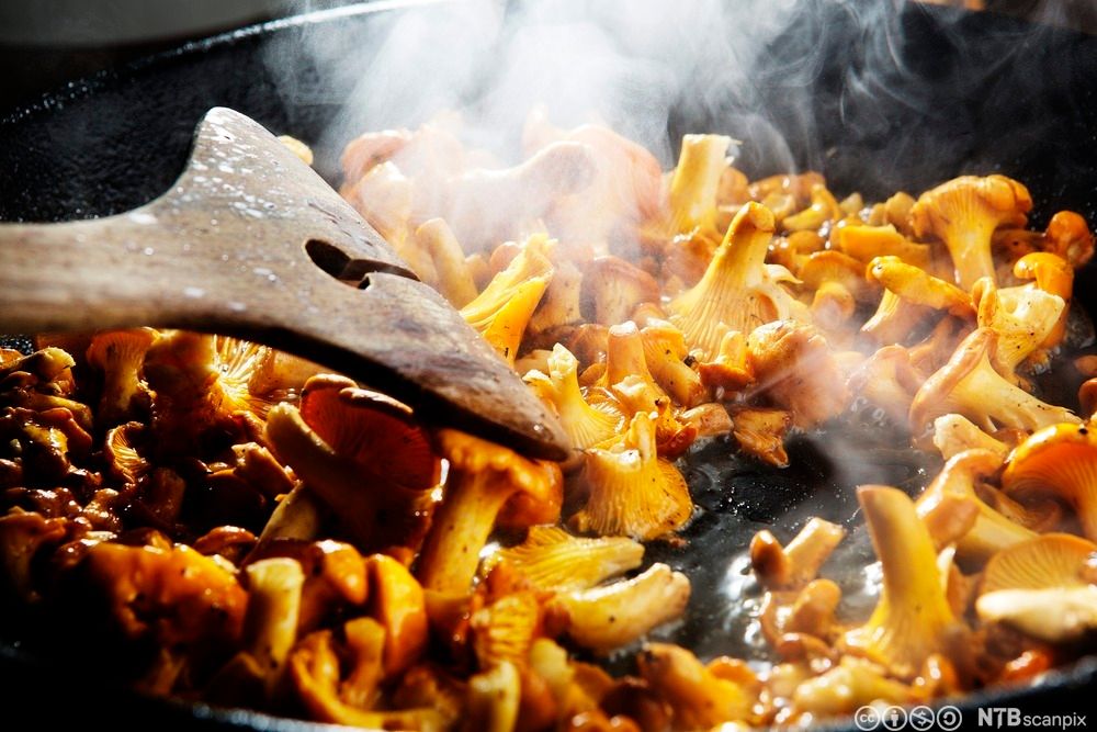 Kantareller stekes i ei stekepanne. Foto.