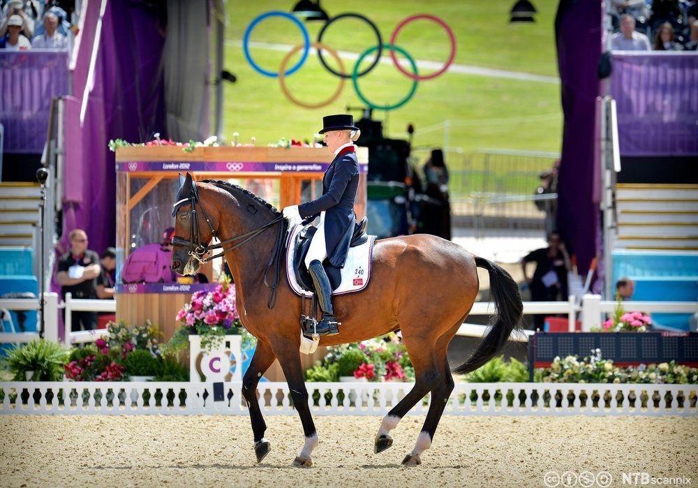 Hest med rytter. Foto