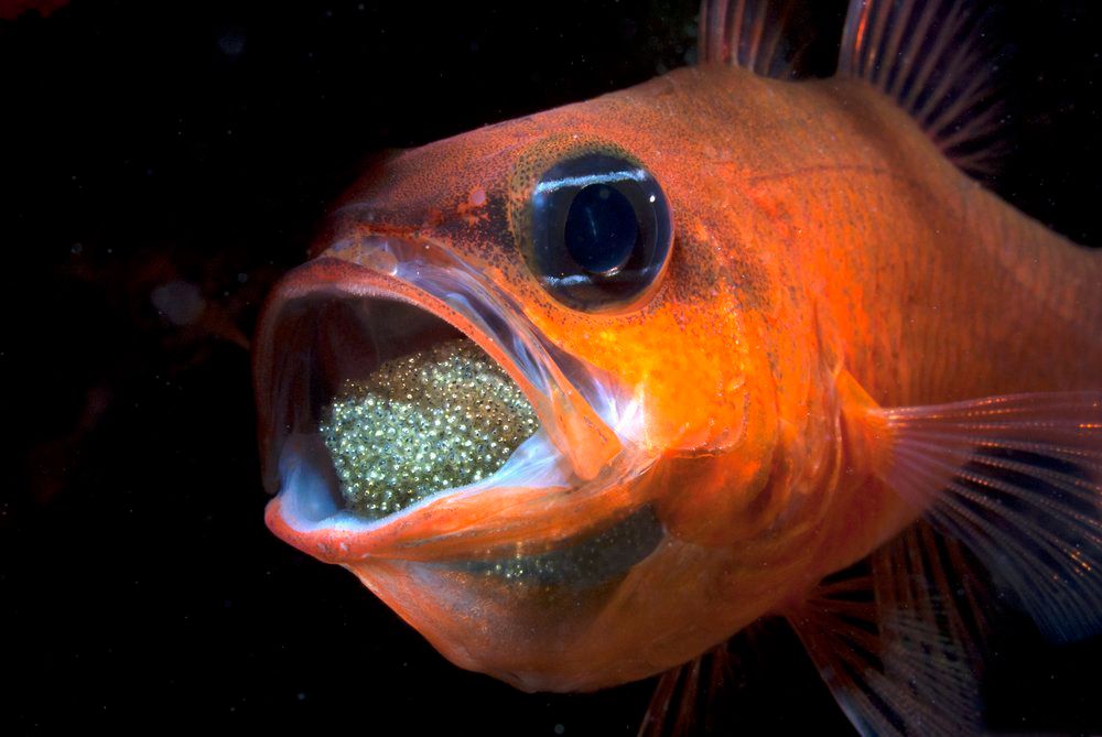 En oransje fisk med åpen munn full av egg. Foto.