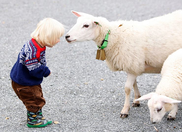 Barn hilser på sau. Foto.
