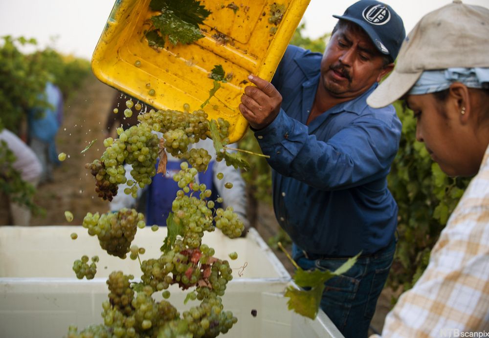En mann heller grønne druer over i kasser. Foto.