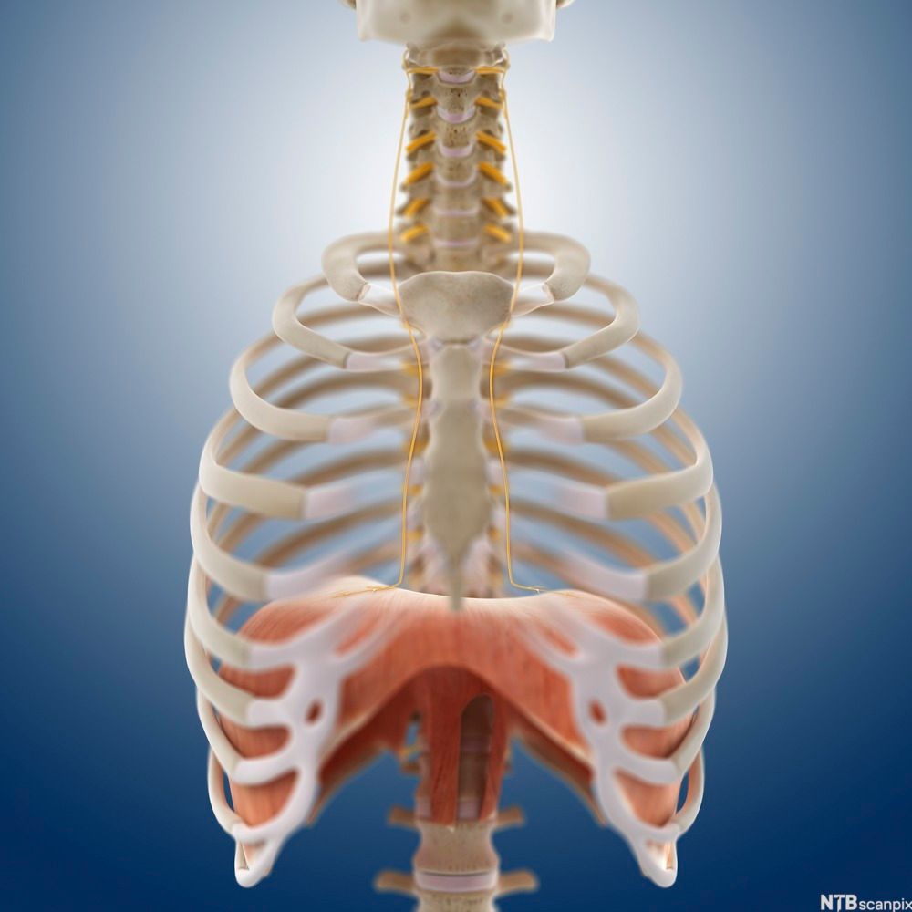 Brystkassa med mellomgulvsmuskelen. Illustrasjon.