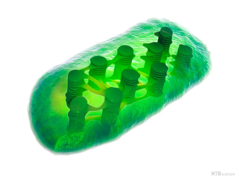 Modell av kloroplast med stabler av grana. Illustrasjon.