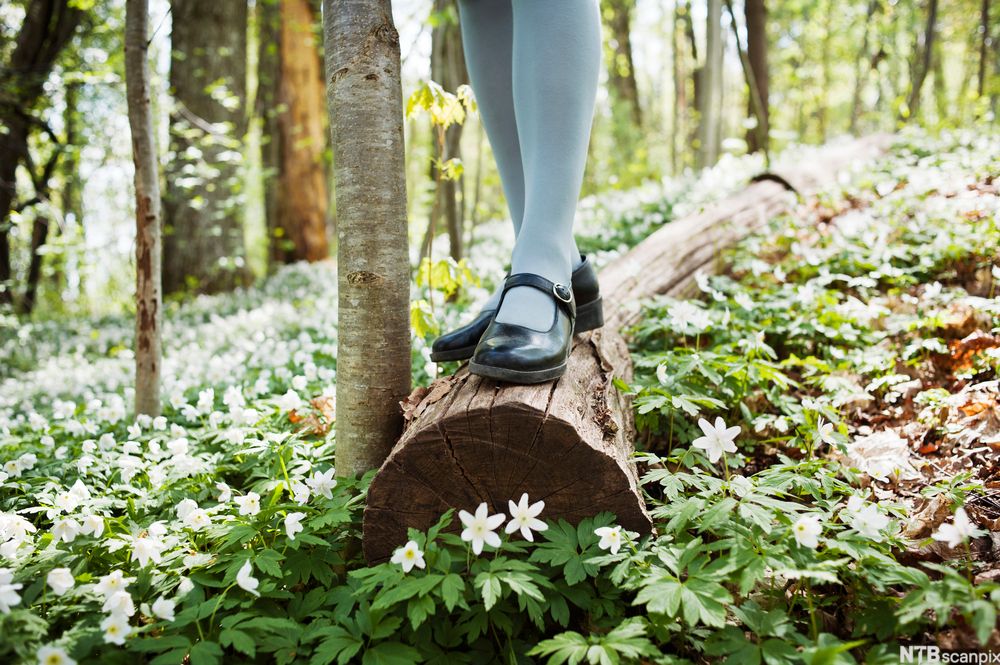 Hvitveis og jentebein i sorte sko og hvite strømper. Foto.