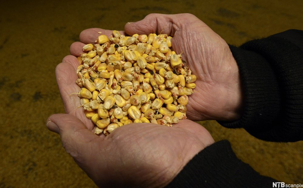 Et par hender holder fram spiret mais som skal brukes til whiskey. Foto.