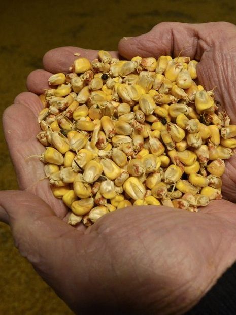 Et par hender holder fram spiret mais som skal brukes til whiskey. Foto.