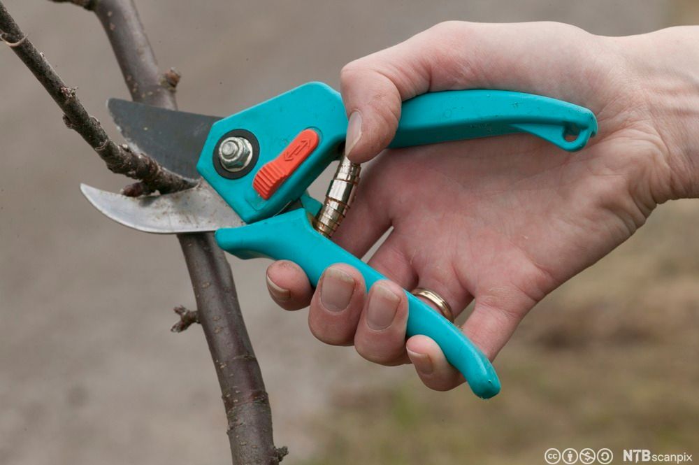 Skjering av epletre. Foto.