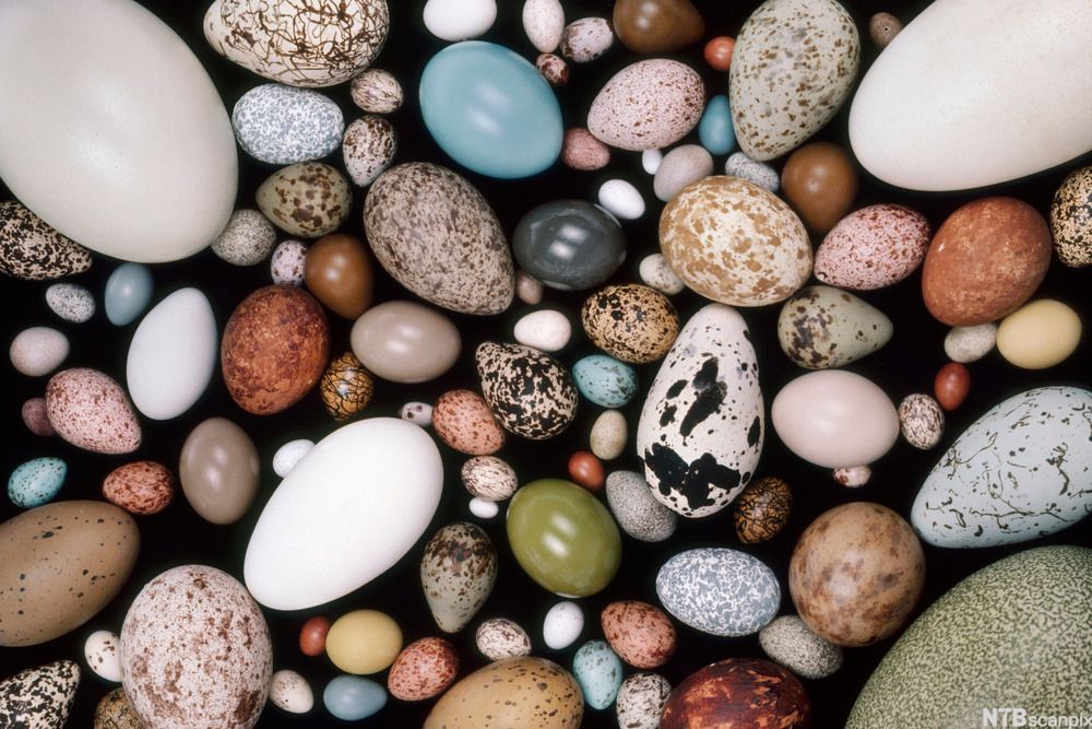 Egg med ulike farger og mønstre. Foto.