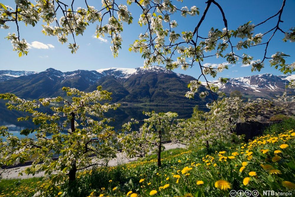 Morelltrær i blomstring. Foto.