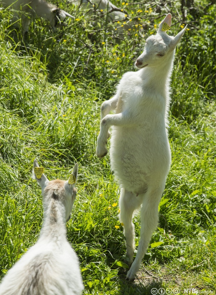 Geiter på innmarksbeite. Foto.