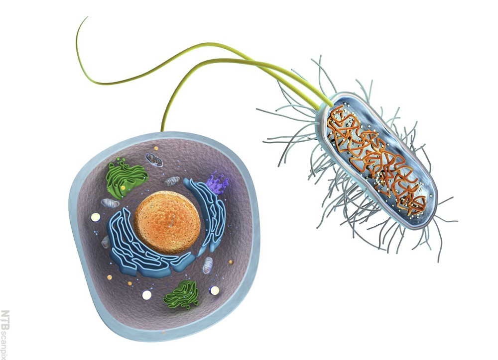 Eukaryot celle med cellekjerne og flere organeller ved siden av en enkel prokaryot celle med få indre strukturer og uten cellekjerne. Illustrasjon.