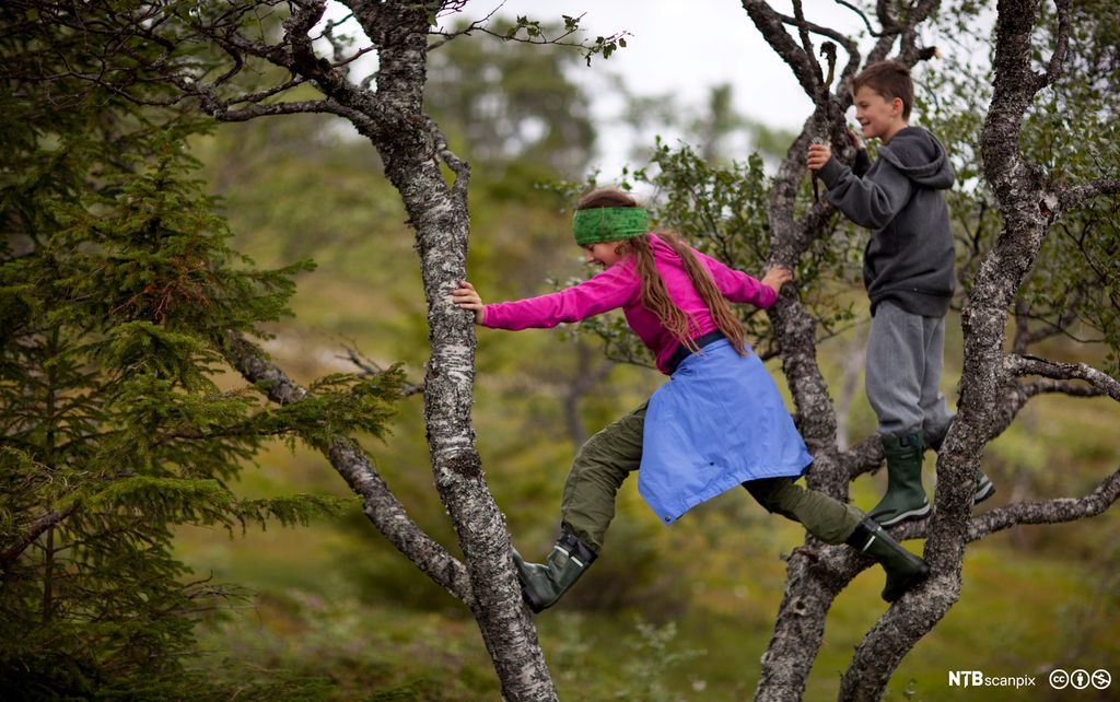To barn klatrer i trær i skogen. Foto. 
