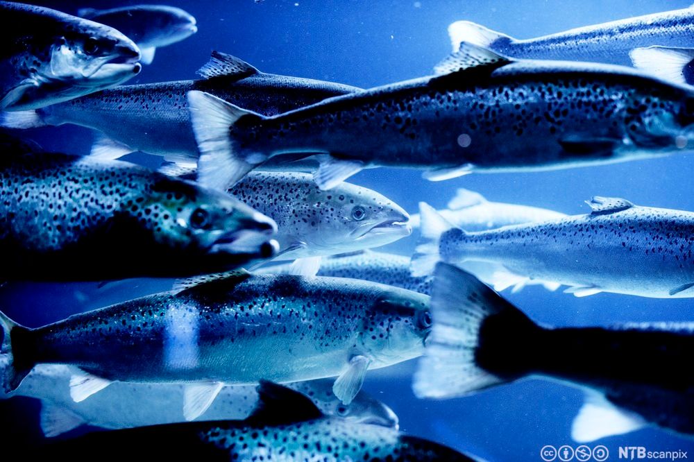 Svømmende atlanterhavslaks. Foto.