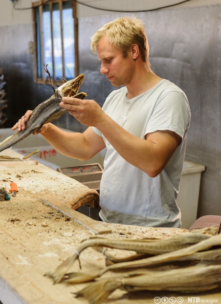 En mann holder opp en tørrfisk og studerer den. Foto.