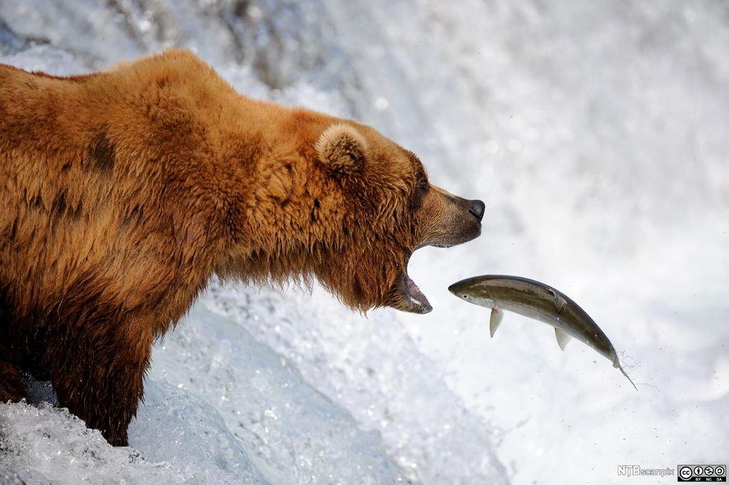Grizzlybjørn fangar ein laks. Foto.