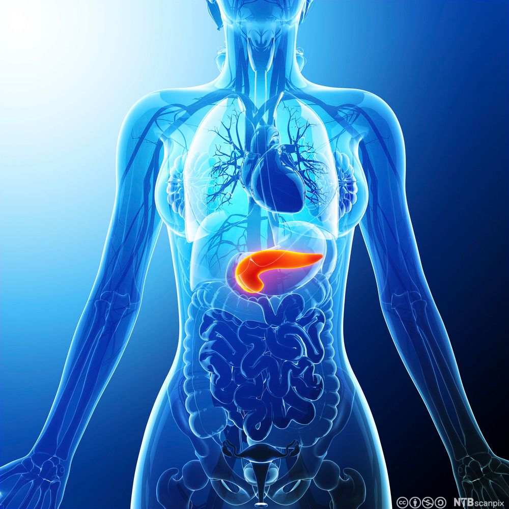 Bukspyttkjertelen. Illustrasjon.