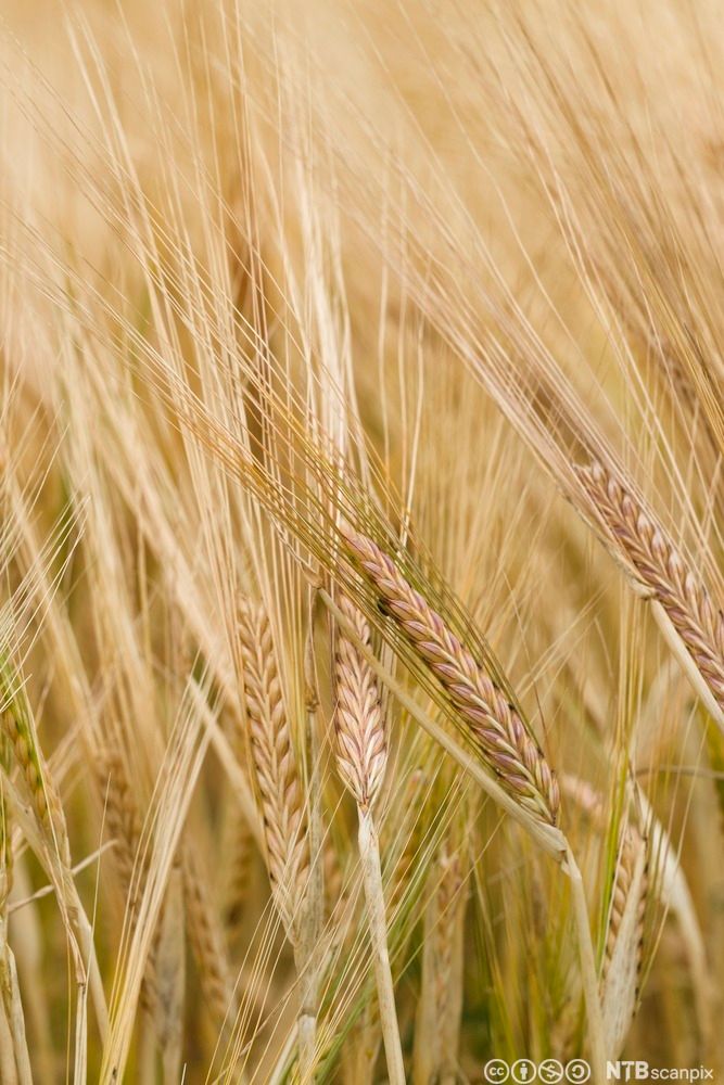 Byggaks i åker. Foto.