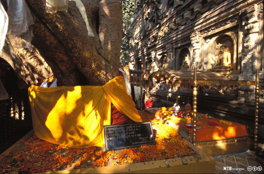 En tykk trestamme innhyllet i oransje stoff. Buddhastatue på veggen ved siden av. Foto.