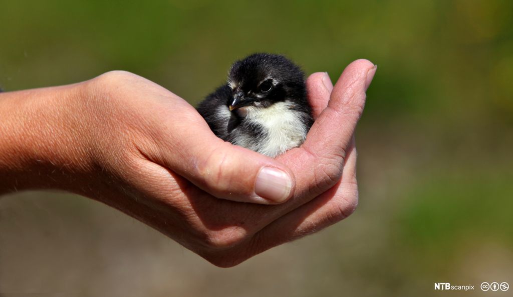  Liten fugl sitter i ei hånd. Foto.