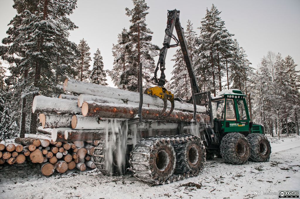En lassbærer løfter flere tømmerstokker med snø på. Foto.