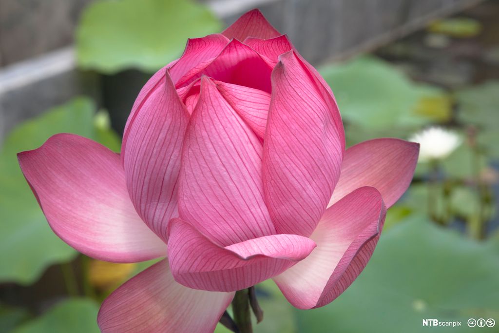 Rosa lotusblomst. Foto.