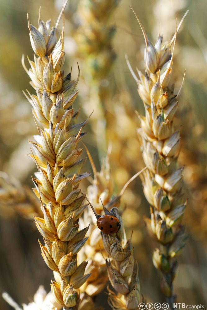 Kveiteaks med marihøne. Foto.